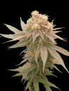 Animal Cookies